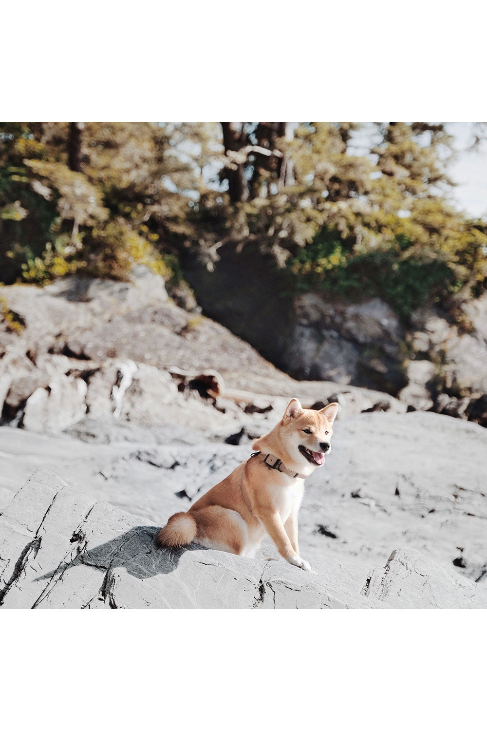 Lambwolf Collective OTTO