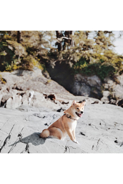 Lambwolf Collective OTTO