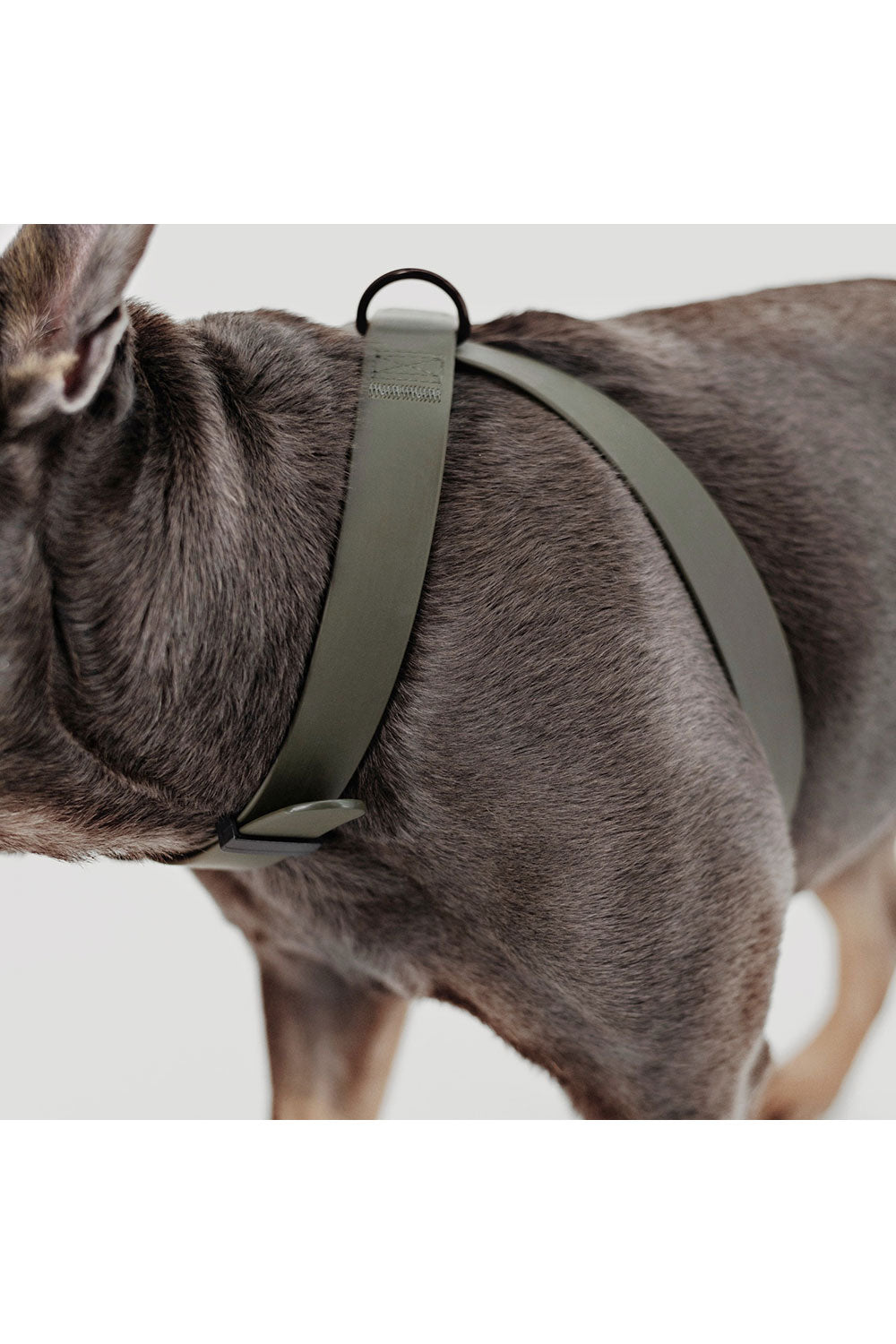 Lambwolf Collective OTTO