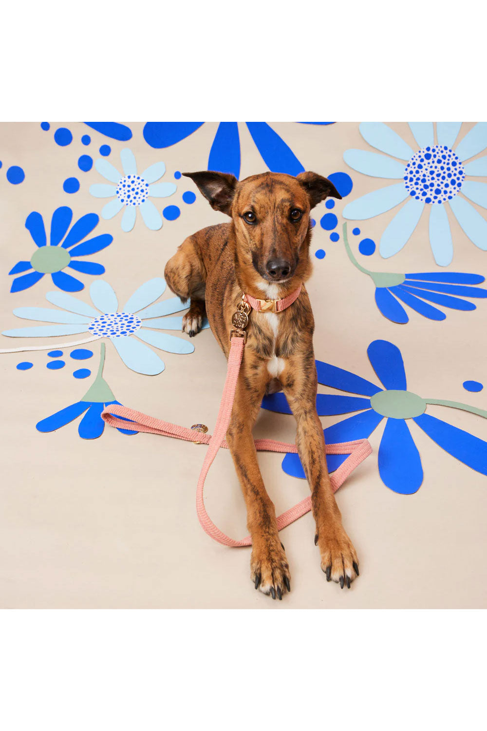 NICE DIGS CORD DOG LEASH