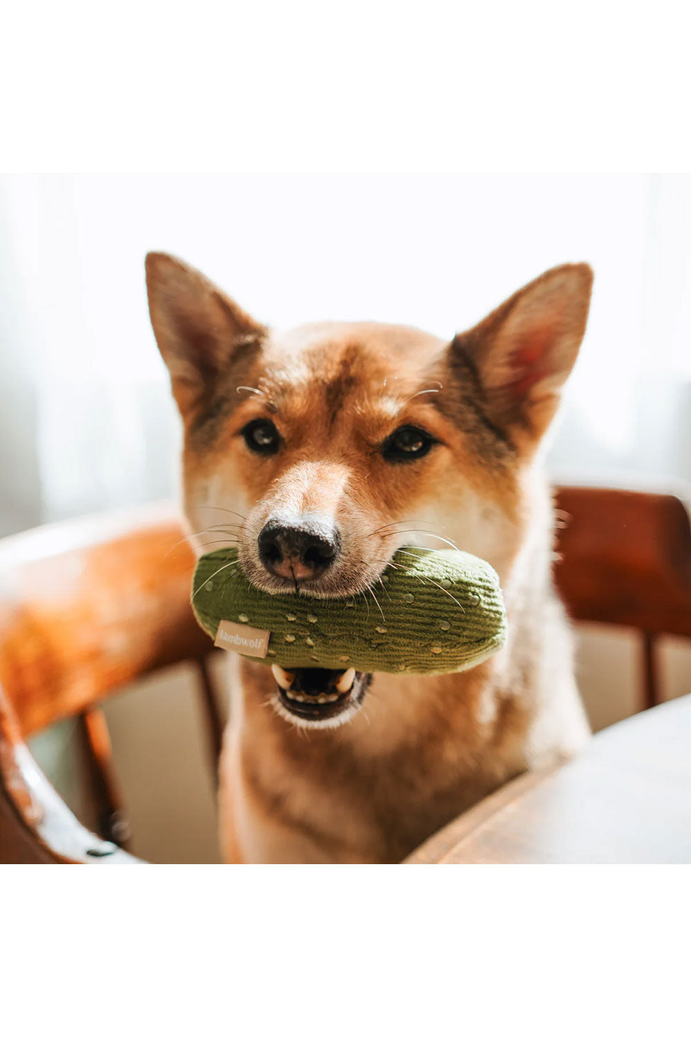 Lambwolf Collective BAGEL＋PICKLE