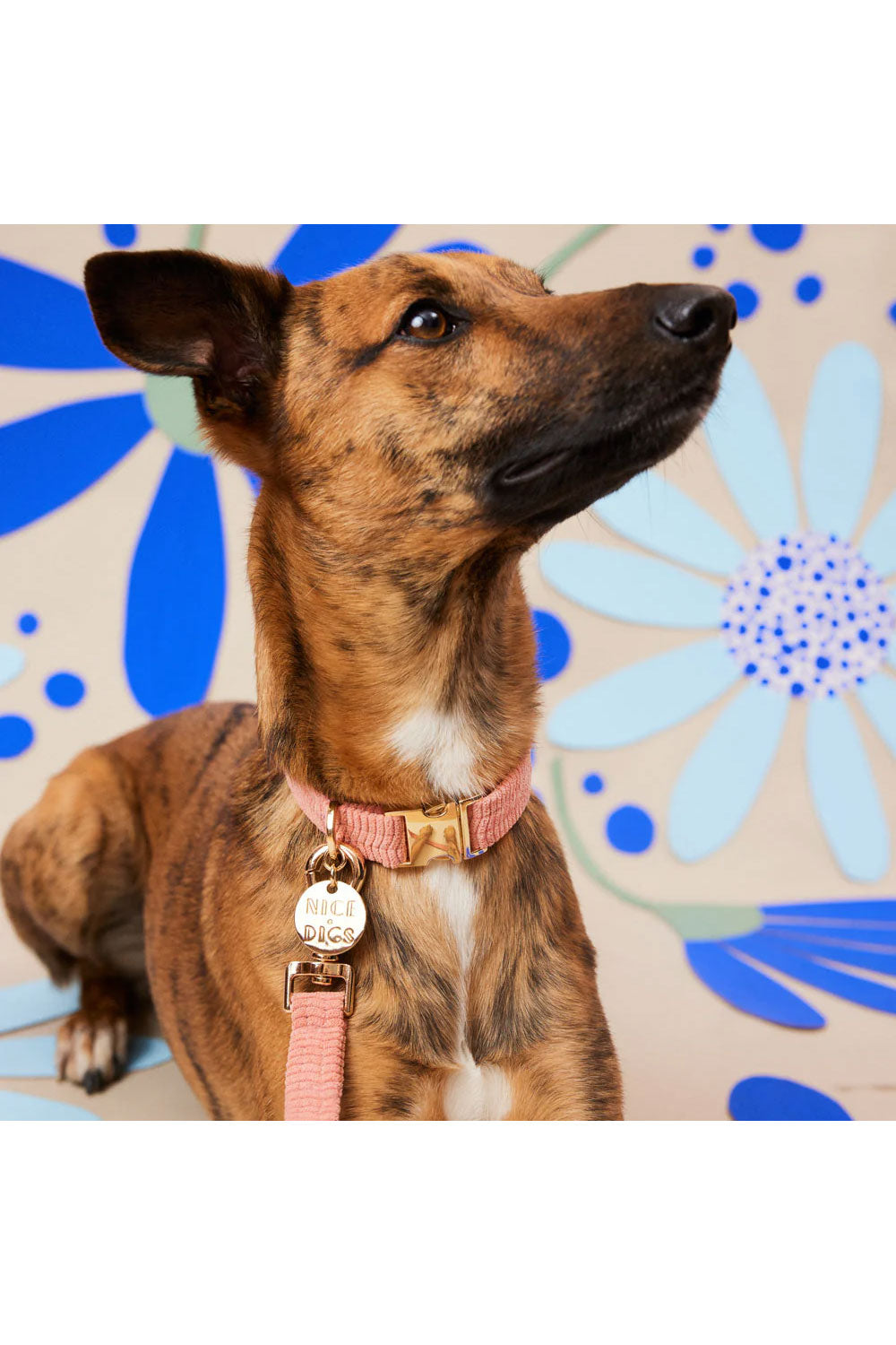 NICE DIGS CORD DOG COLLAR