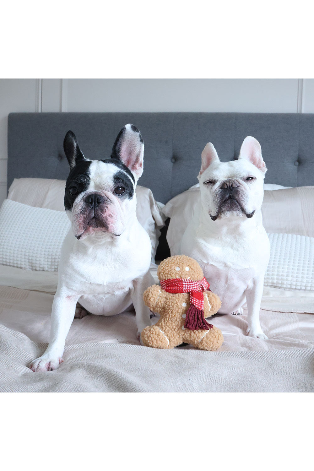 Lambwolf Collective MISTER GINGERBREAD