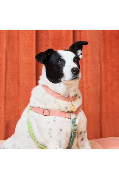 NICE DIGS CORD DOG COLLAR