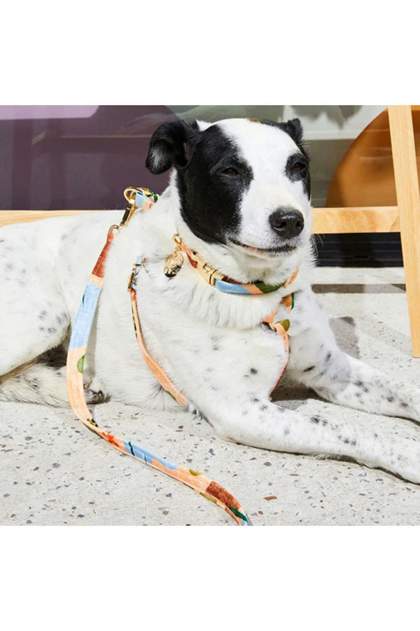 NICE DIGS
BOULDER CANYON DOG LEASH