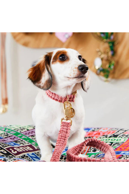 NICE DIGS JUMBO CORD DOG COLLAR