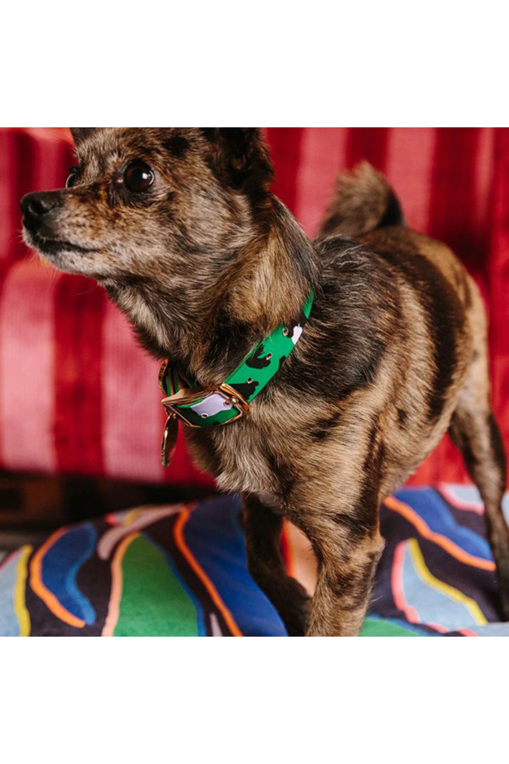 NICE DIGS ANIMAL DOG COLLAR