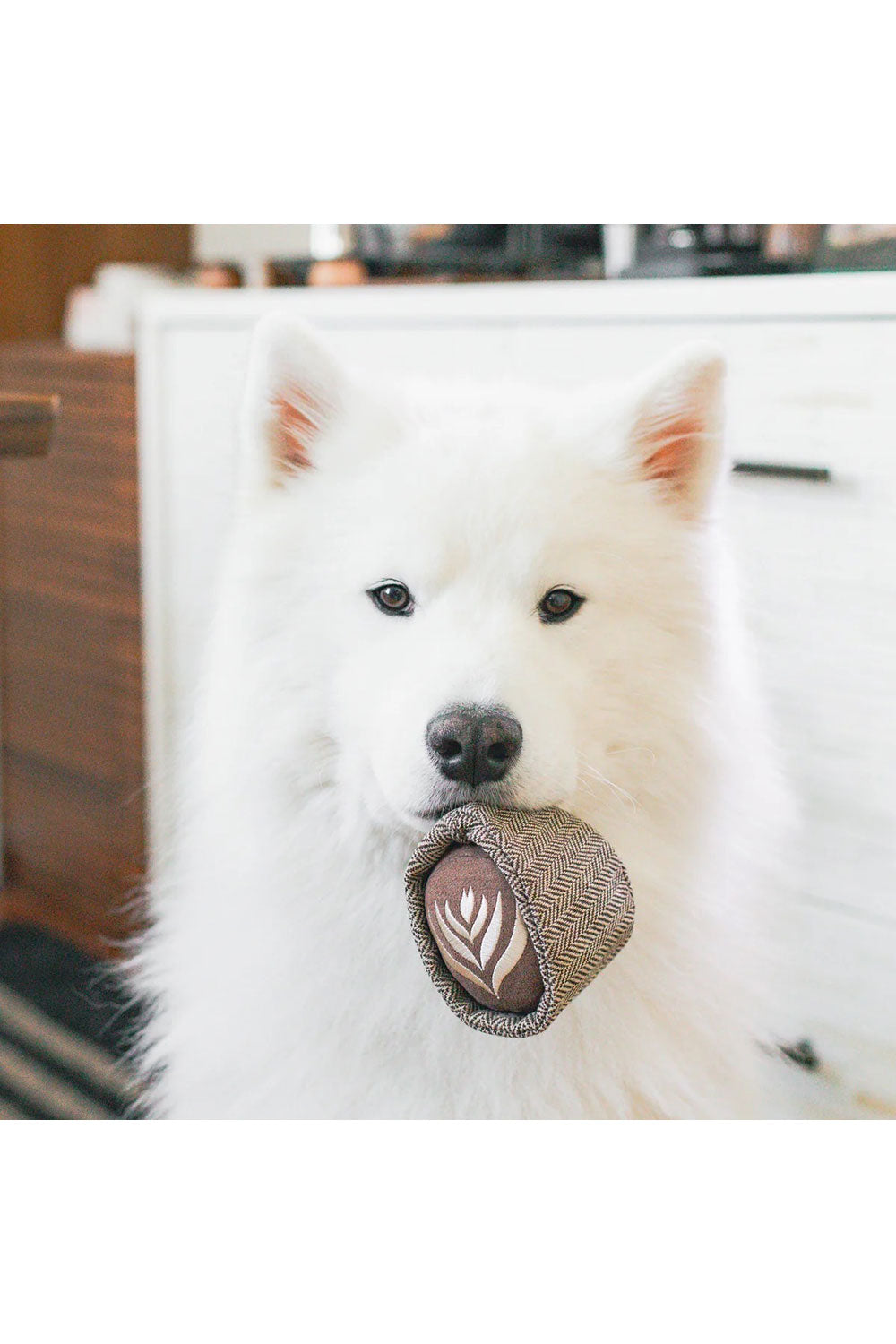 Lambwolf Collective LATTE POP