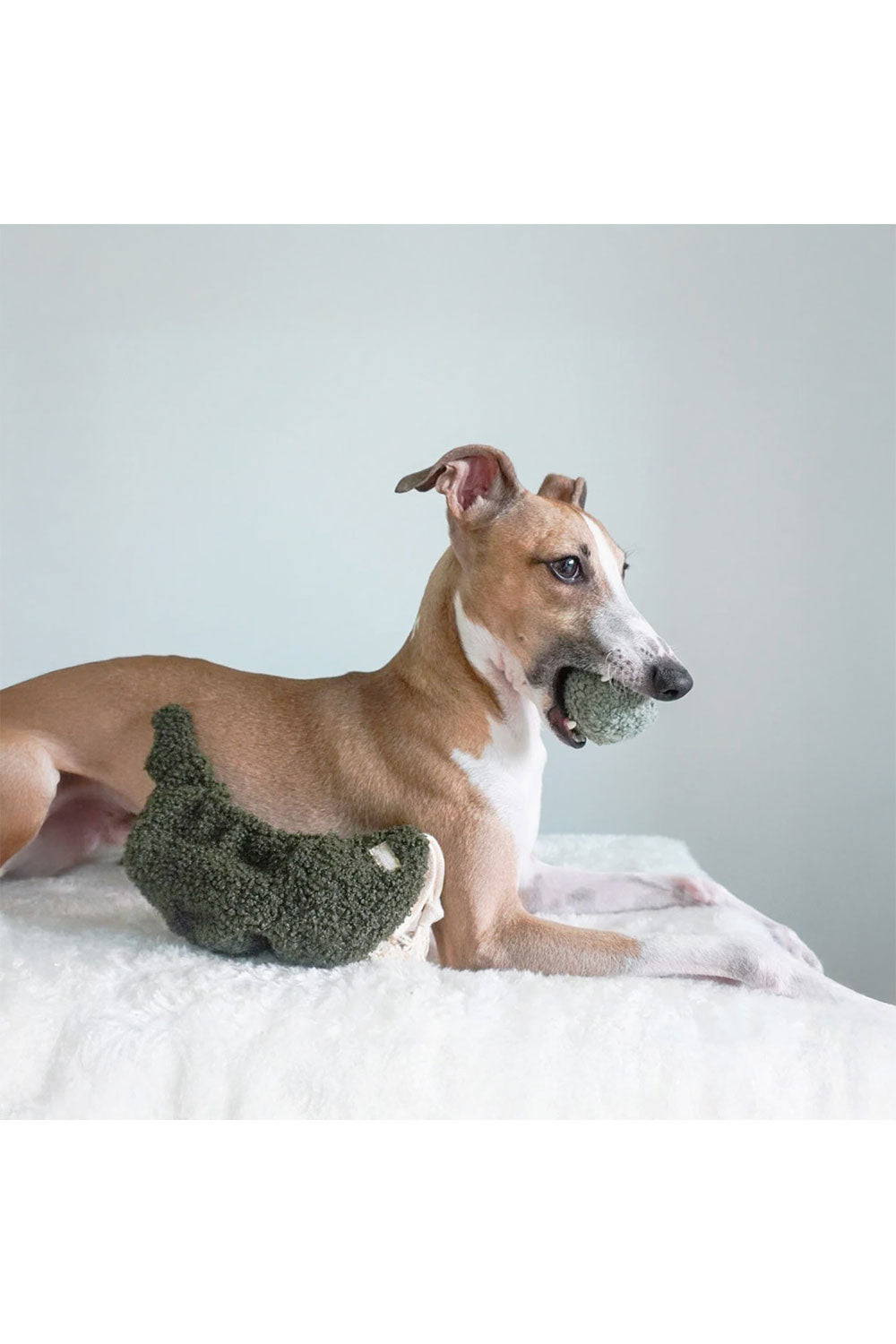 Lambwolf Collective PEA POP