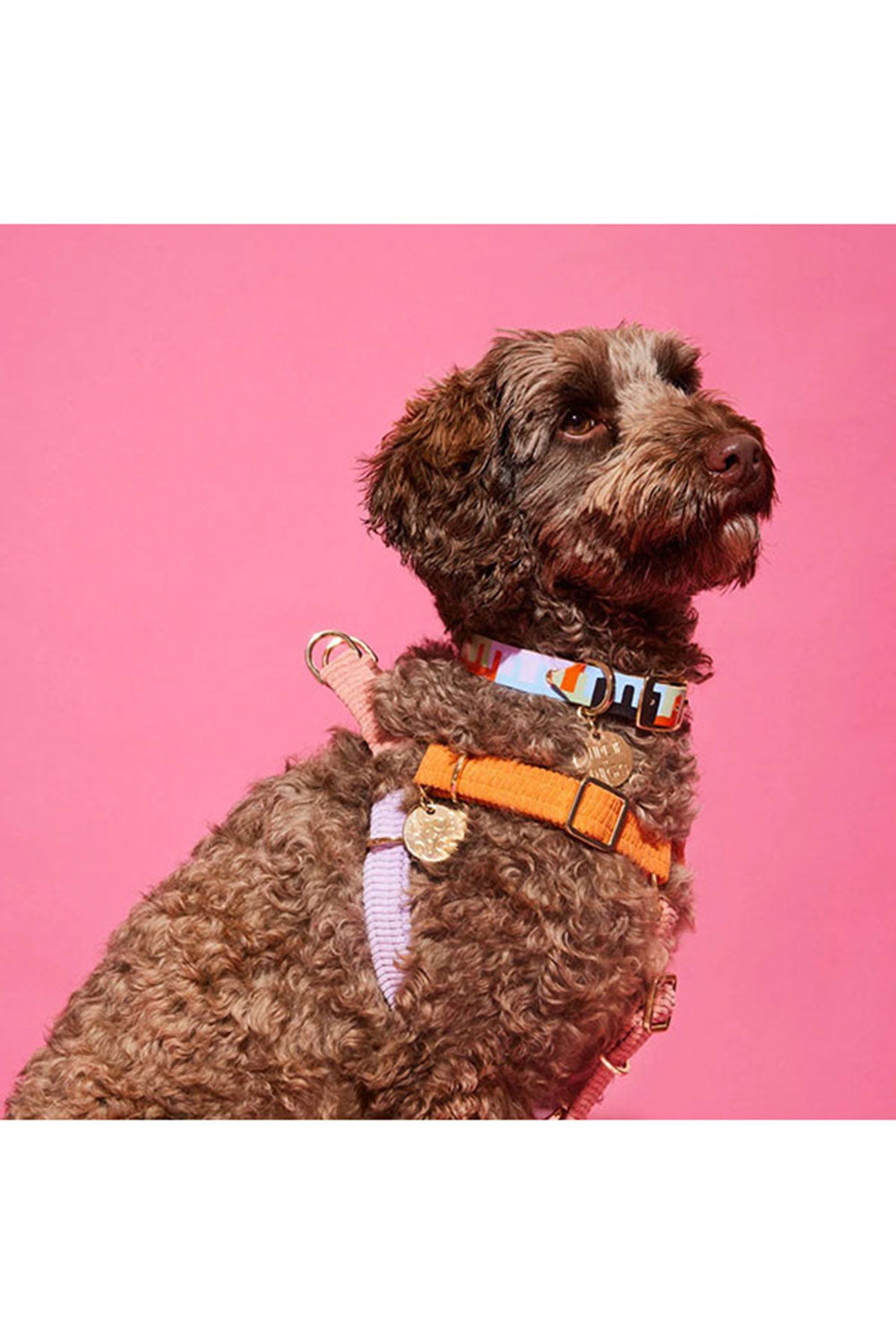 NICE DIGS CORD NON-PULL DOG HARNESS