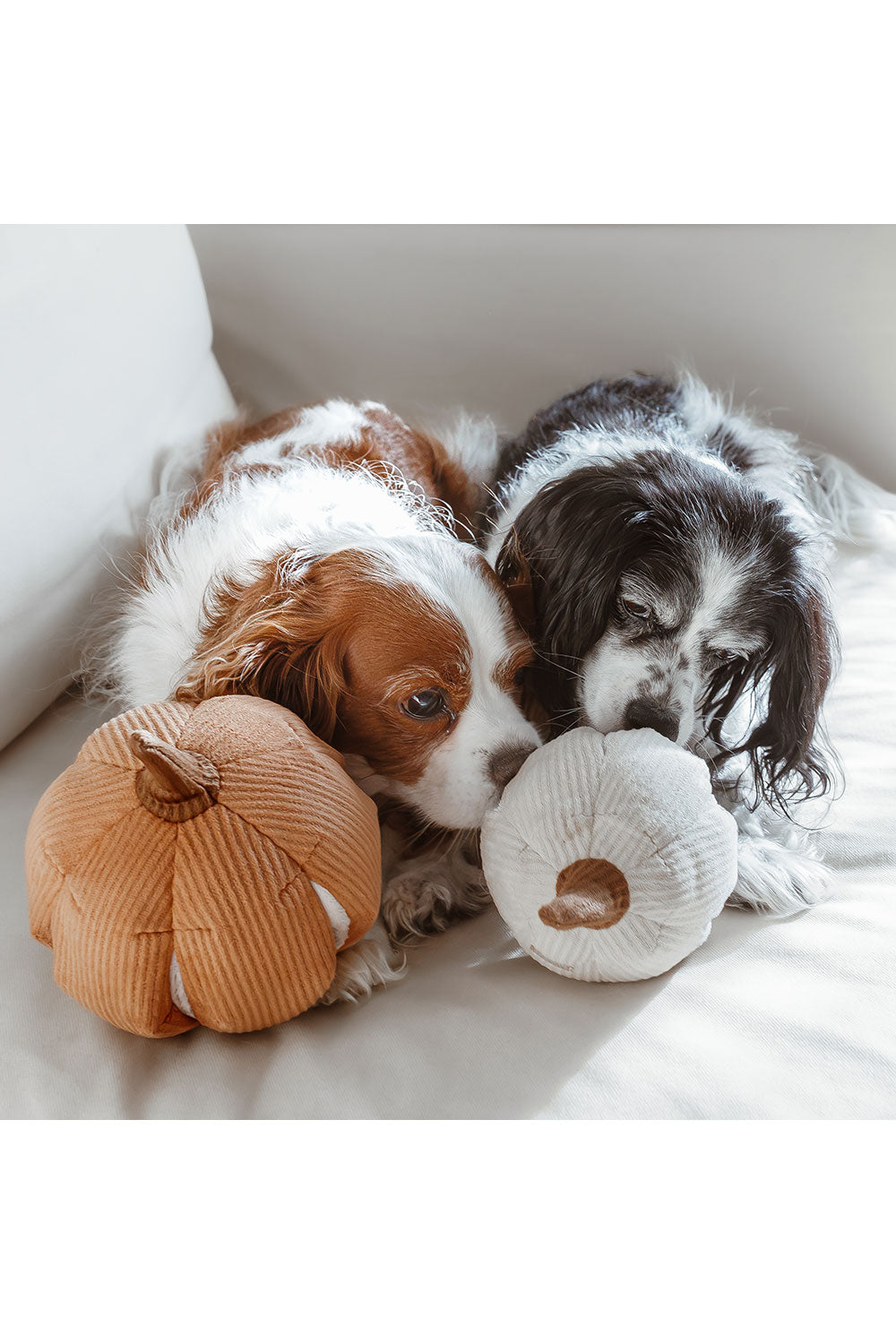 Lambwolf Collective BOO