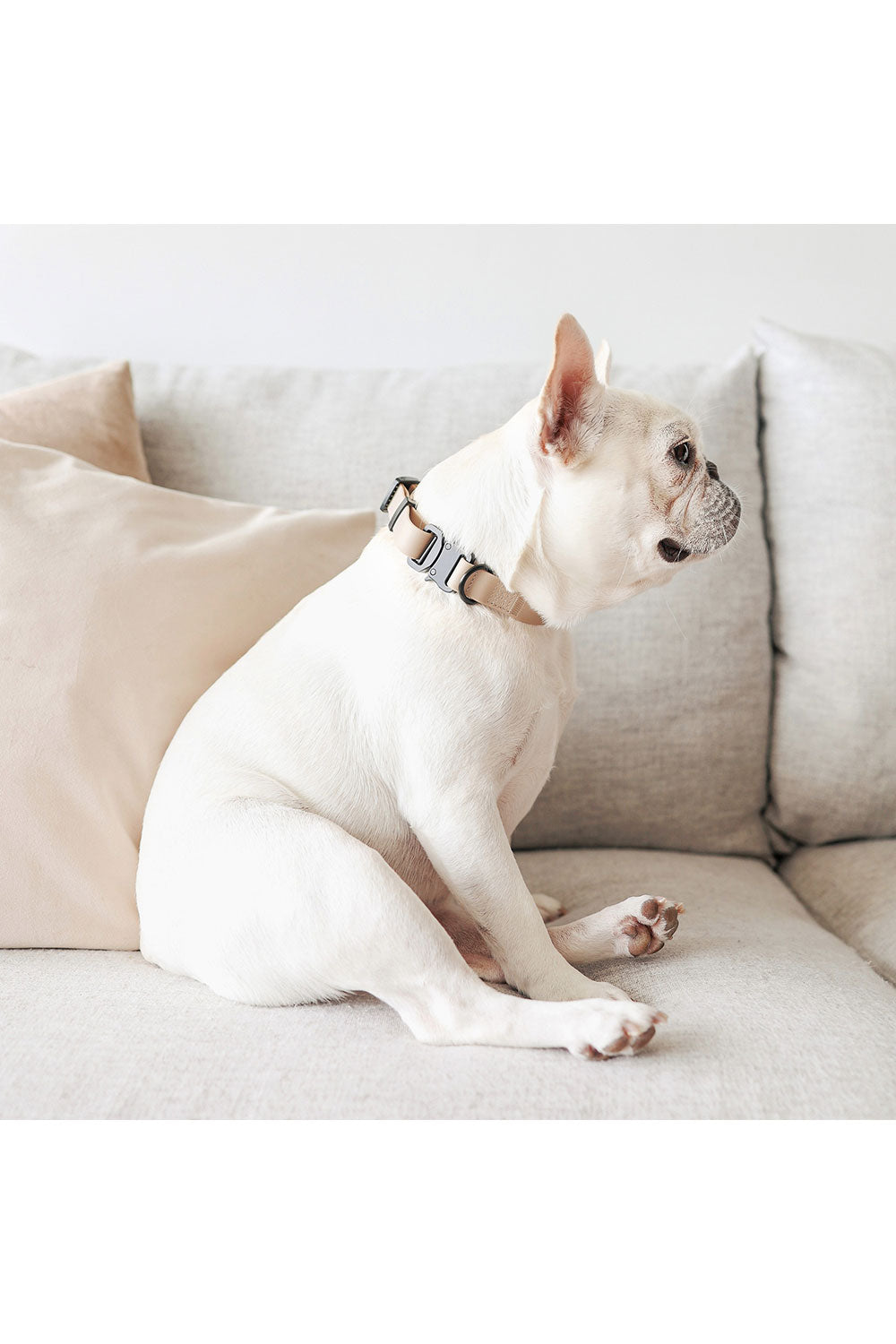 Lambwolf Collective AVA