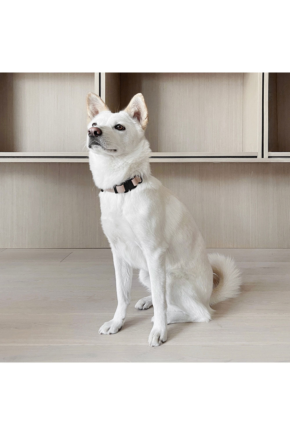 Lambwolf Collective AVA