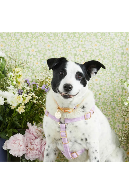 NICE DIGS CORD NON-PULL DOG HARNESS