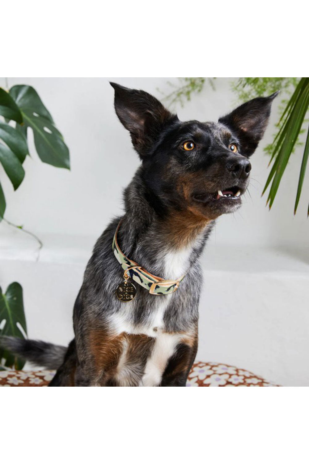 NICE DIGS ANIMAL DOG COLLAR