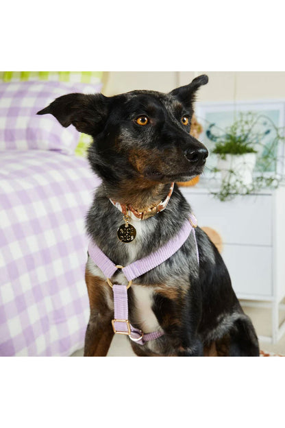 NICE DIGS CORD NON-PULL DOG HARNESS