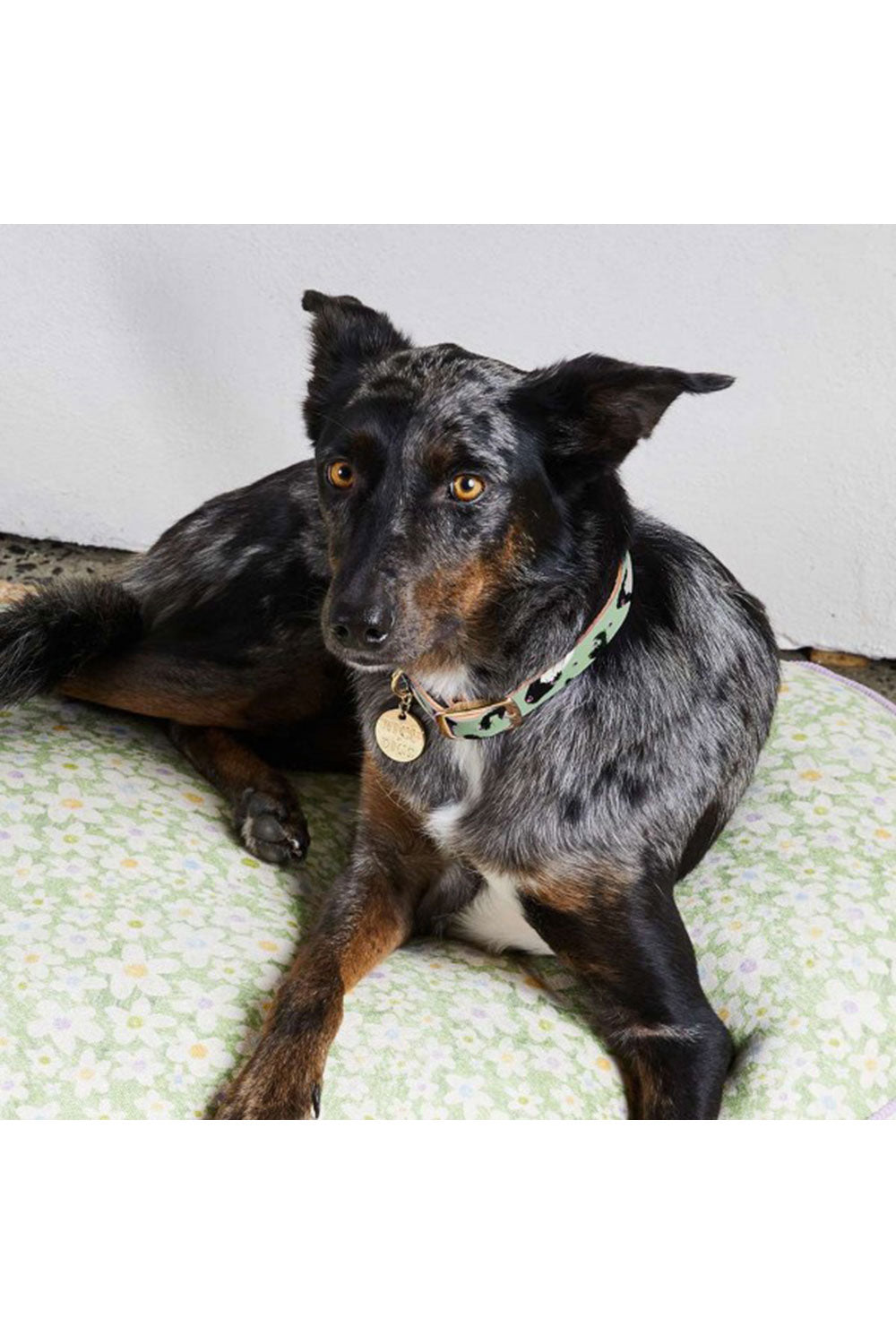 NICE DIGS ANIMAL DOG COLLAR