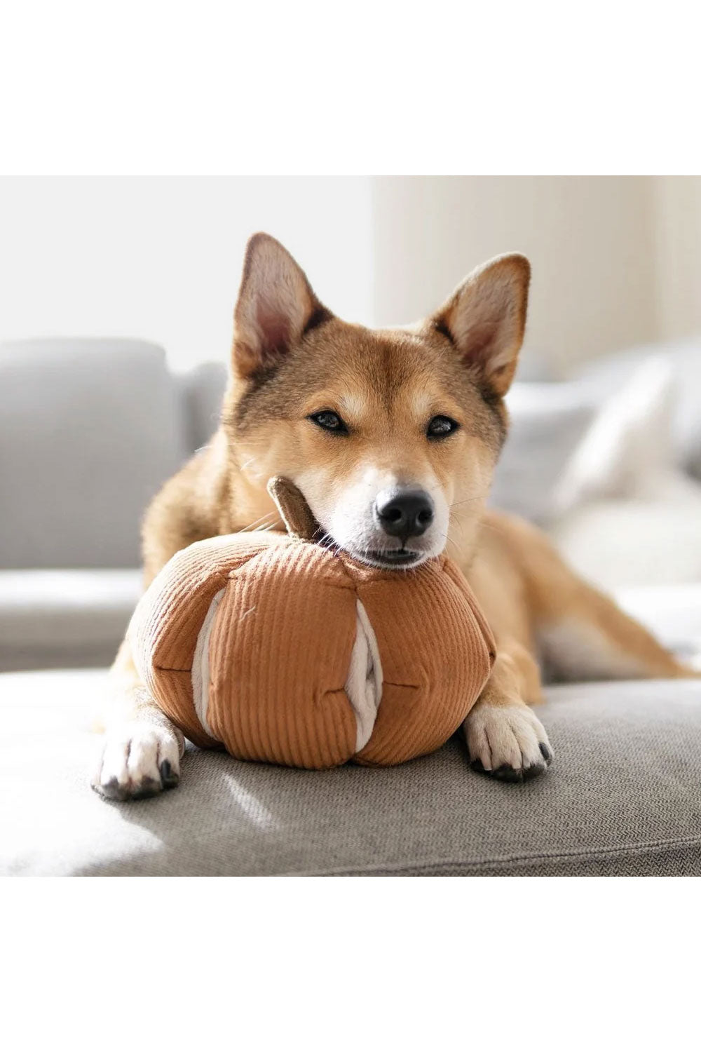 Lambwolf Collective CINDERELLA