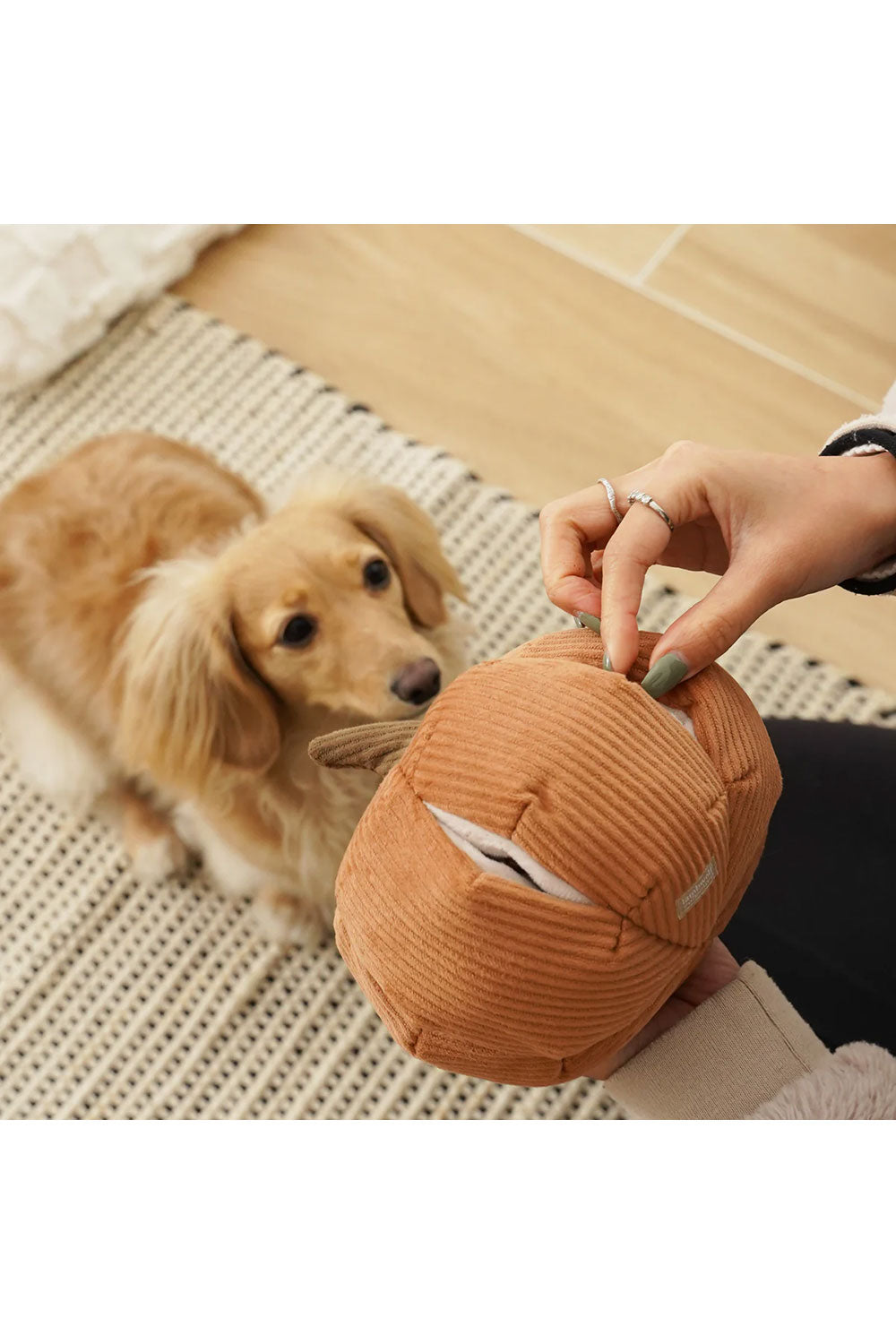 Lambwolf Collective CINDERELLA