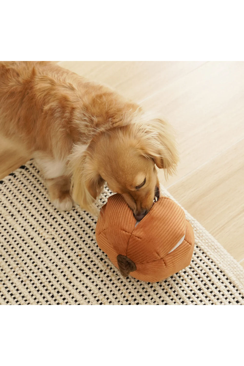 Lambwolf Collective CINDERELLA