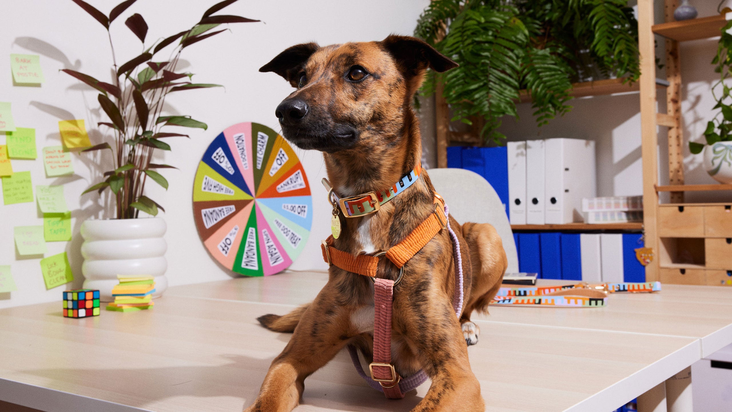 NICE DIGS – The TENT WEB SHOP