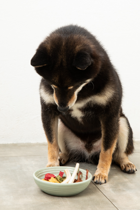 犬の一日 合鴨せんべい